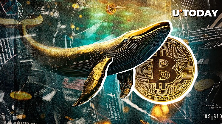 Bitcoin Zilla continues to accumulate, here's what it means