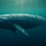40x Bitcoin Long Bets of High Lipid Whales Erupt Online - $95K Liquidation Line Drawing