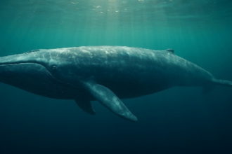 40x Bitcoin Long Bets of High Lipid Whales Erupt Online - $95K Liquidation Line Drawing