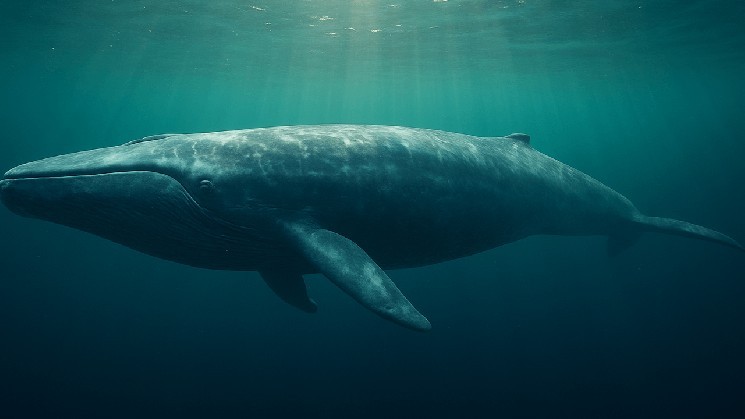 40x Bitcoin Long Bets of High Lipid Whales Erupt Online - $95K Liquidation Line Drawing