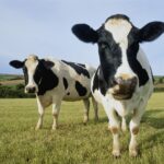 Dex Aggregator Cow Swap Target 33% trading boost and collaboration features, more rewards