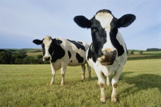 Dex Aggregator Cow Swap Target 33% trading boost and collaboration features, more rewards